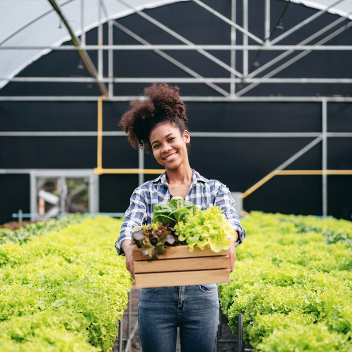 Agribusiness farmer and hydroponic farming concept, African woman smiling and holding basket of salad vegetable after harvesting salad hydroponic vegetable in greenhouse farm.