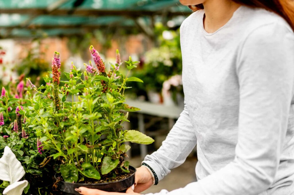 Choosing The Right Plants For Garden