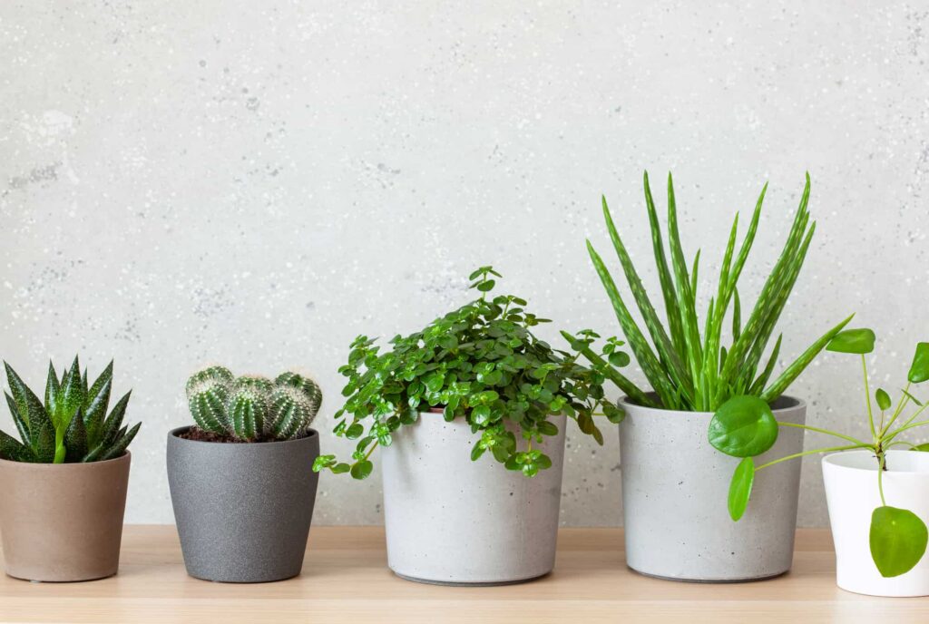 Best Low Maintenance Plants For Beginners