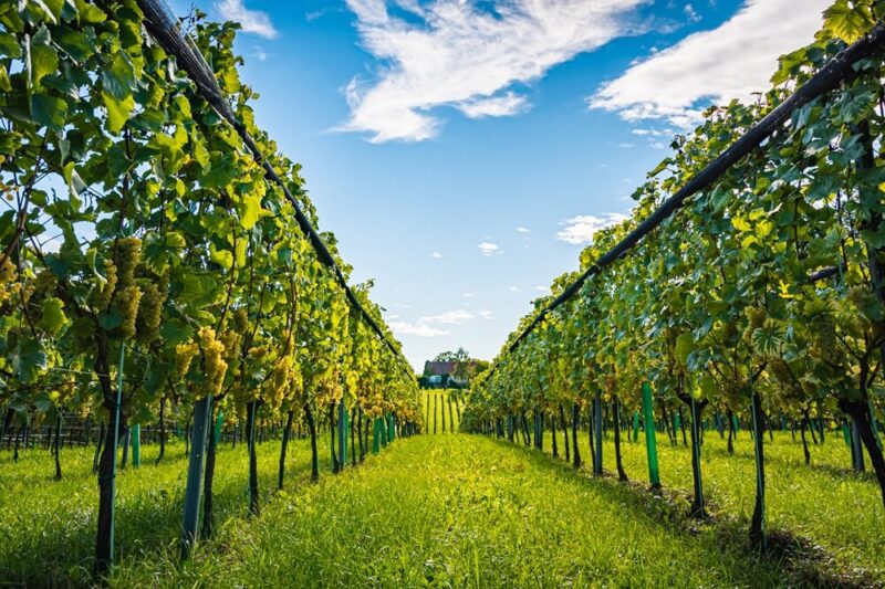 crops-of-white-grapes-with-green-leaves-on-the-vin-2026-03-10-00-55-51-utc