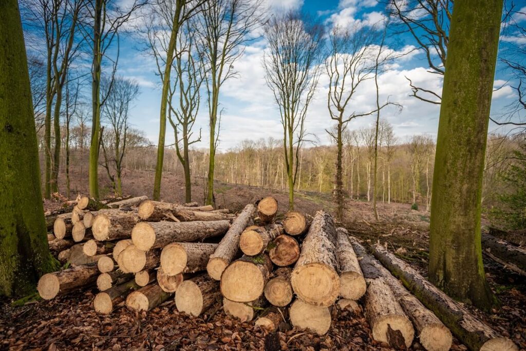 Proper Tree Cutting Techniques Improve Forest Health