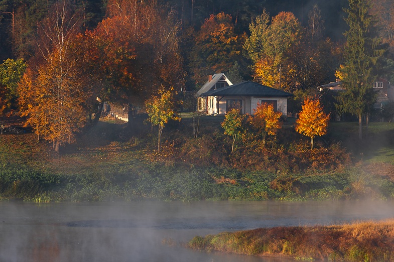 The Magic of Morning Sunlight in the Woods